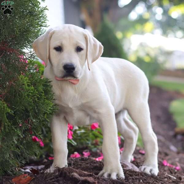 Beth, Yellow Labrador Retriever Puppy
